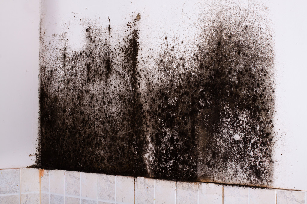 Affordable Mould Removal In Newcastle